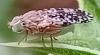 Tephritis sp.